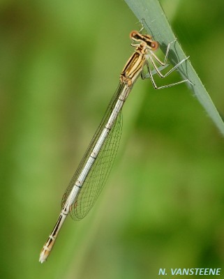 Platycnemis pennipes